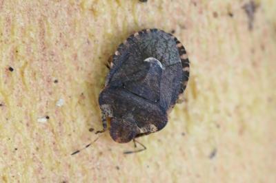 <i>Dyroderes umbraculatus</i>