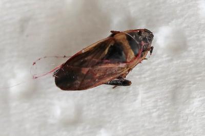 <i>Xanthochilus quadratus</i>