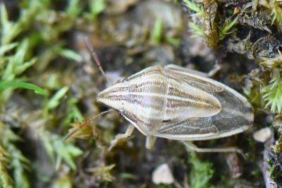 <i>Aelia acuminata</i>