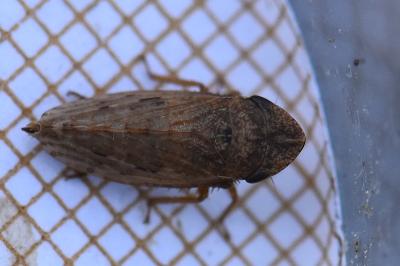 <i>Aphrodes makarovi</i>