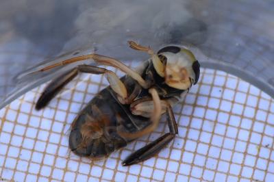 <i>Corixa punctata</i>