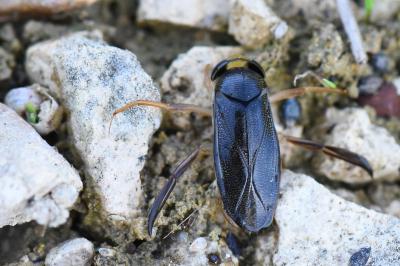<i>Corixa punctata</i>