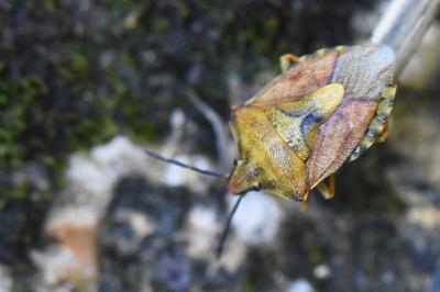 <i>Carpocoris purpureipennis</i>