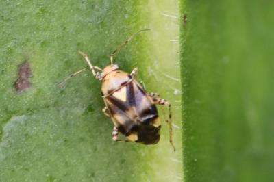 <i>Liocoris tripustulatus</i>