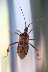 <i>Leptoglossus occidentalis</i>
