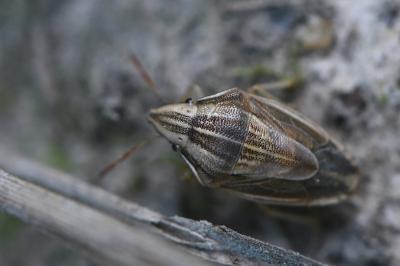 <i>Aelia acuminata</i>
