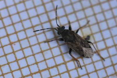 <i>Peritrechus gracilicornis</i>