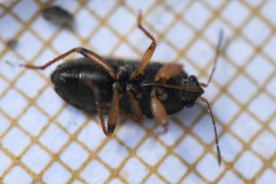 <i>Trapezonotus ullrichi</i>