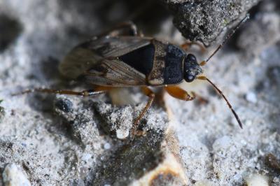 <i>Trapezonotus ullrichi</i>