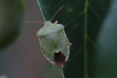 <i>Palomena prasina</i>