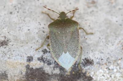 <i>Nezara viridula</i>