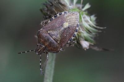 <i>Dolycoris baccarum</i>