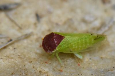 <i>Iassus scutellaris</i>