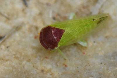 <i>Iassus scutellaris</i>