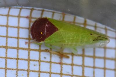 <i>Iassus scutellaris</i>