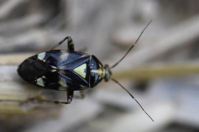 <i>Liocoris tripustulatus</i>