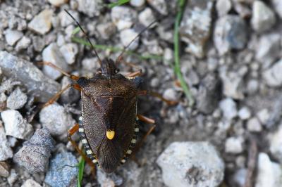 <i>Pentatoma rufipes</i>