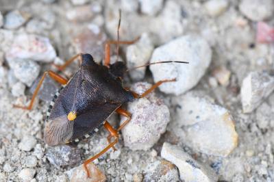 <i>Pentatoma rufipes</i>