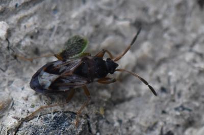 <i>Scolopostethus affinis</i>