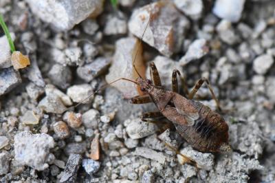 Himacerus apterus
