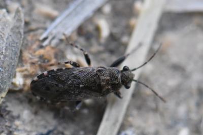 <i>Heterogaster urticae</i>