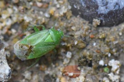 Apolygus lucorum