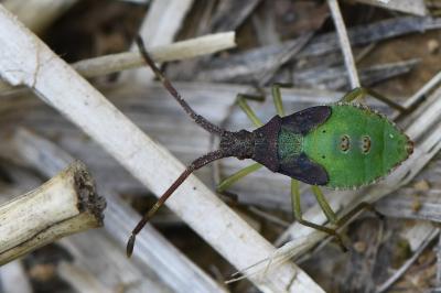 <i>Gonocerus acuteangulatus</i>