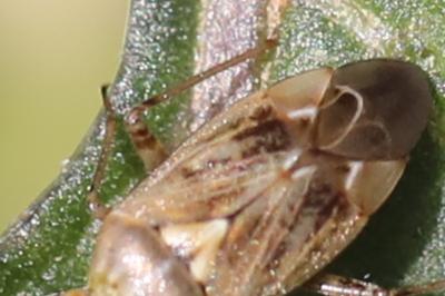 <i>Lygus rugulipennis</i>