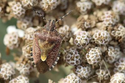 <i>Dolycoris baccarum</i>