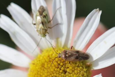 <i>Lygus rugulipennis</i>