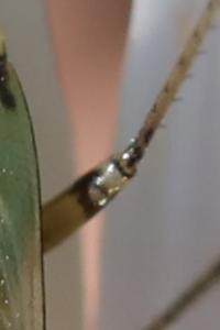 <i>Lygus rugulipennis</i>