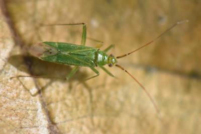 <i>Blepharidopterus angulatus</i>