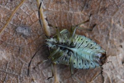 <i>Elasmucha grisea</i>