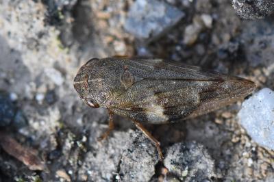 <i>Aphrophora alni</i>