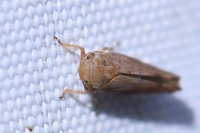 <i>Fieberiella florii</i>