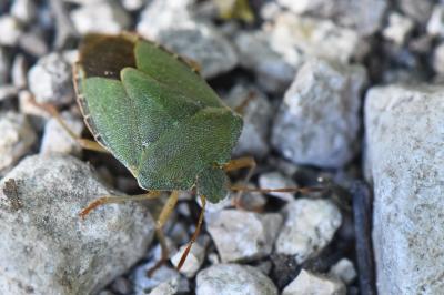 <i>Palomena prasina</i>
