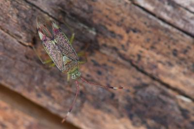 <i>Pantilius tunicatus</i>
