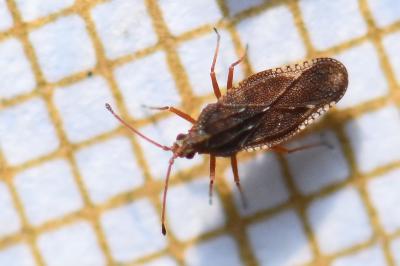 Physatocheila dumetorum