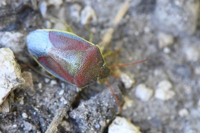 <i>Piezodorus lituratus</i>