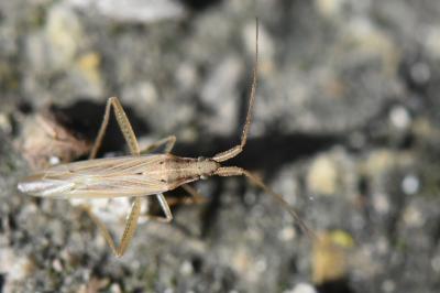 Stenodema laevigata