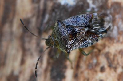 <i>Elasmucha grisea</i>