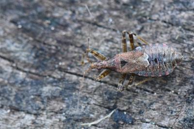 <i>Himacerus apterus</i>