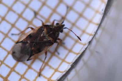 <i>Kleidocerys resedae</i>