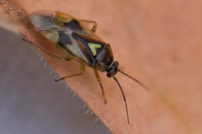 <i>Orthops</i>