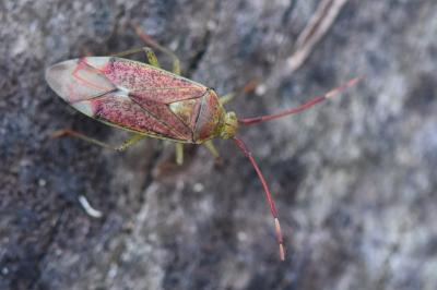<i>Pantilius tunicatus</i>