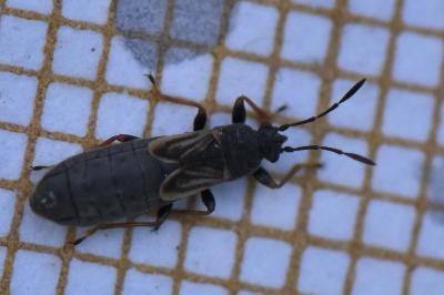 <i>Ischnodemus sabuleti</i>