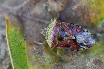 <i>Elasmucha grisea</i>
