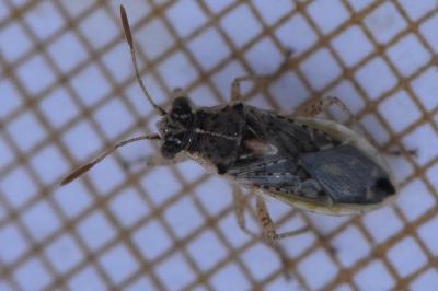 <i>Brachycarenus tigrinus</i>