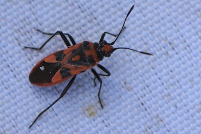 <i>Corizus hyoscyami</i>