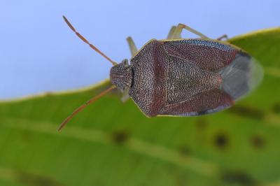 <i>Piezodorus lituratus</i>